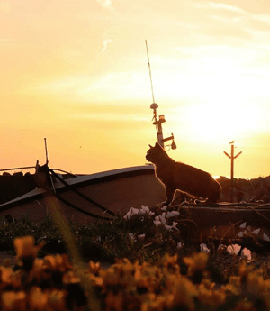 美しい！夕焼けの日御碕漁港と猫♪