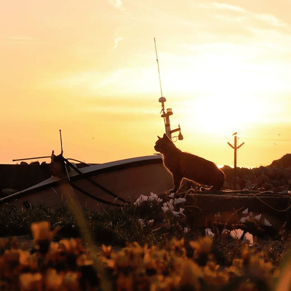 美しい！夕焼けの日御碕漁港と猫♪
